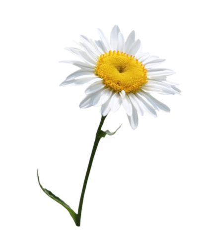 Camomile PNG Photo Image