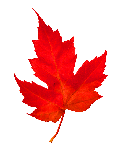 Canadian Maple Leaf Free PNG