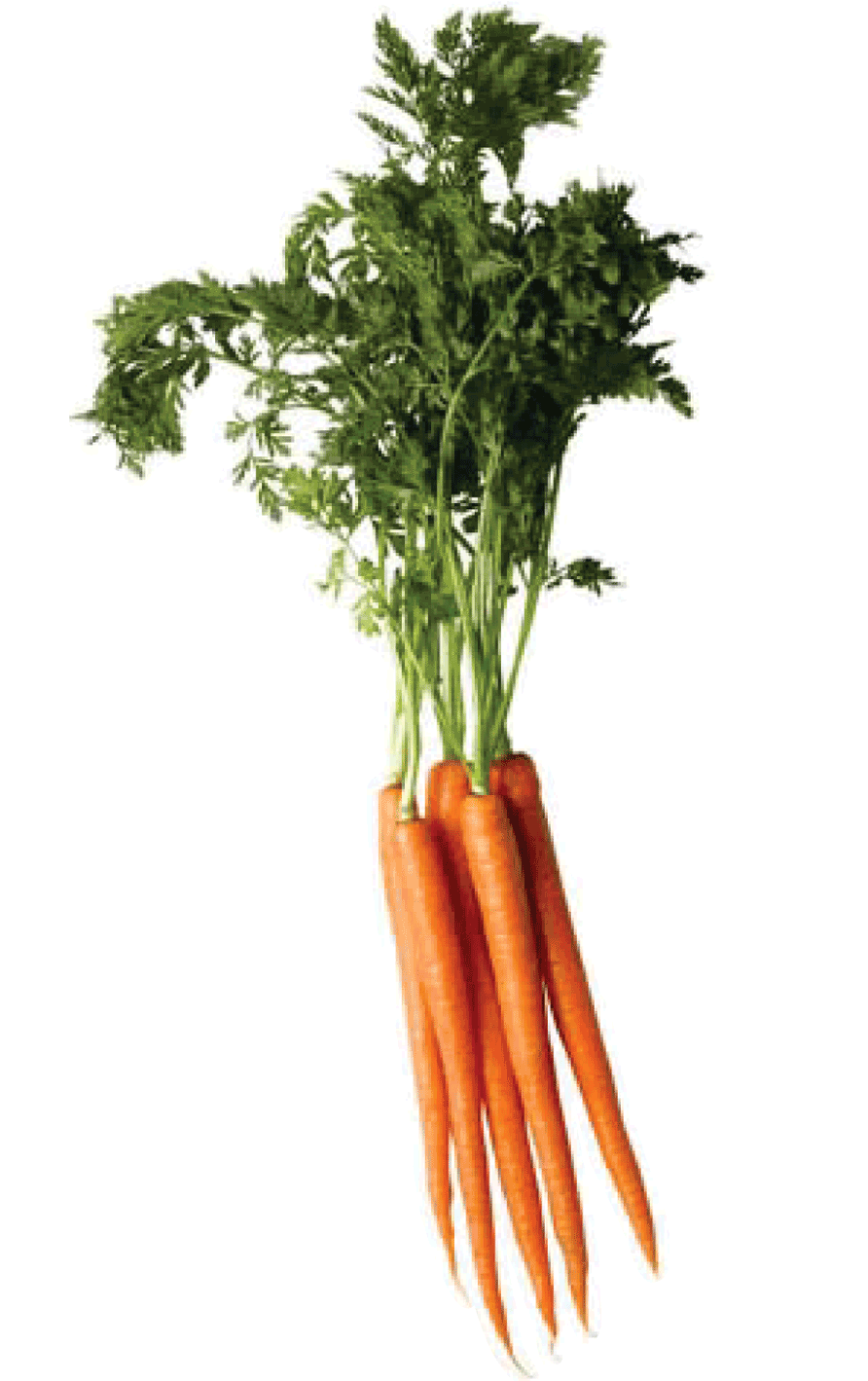 Carrots Transparent Free PNG