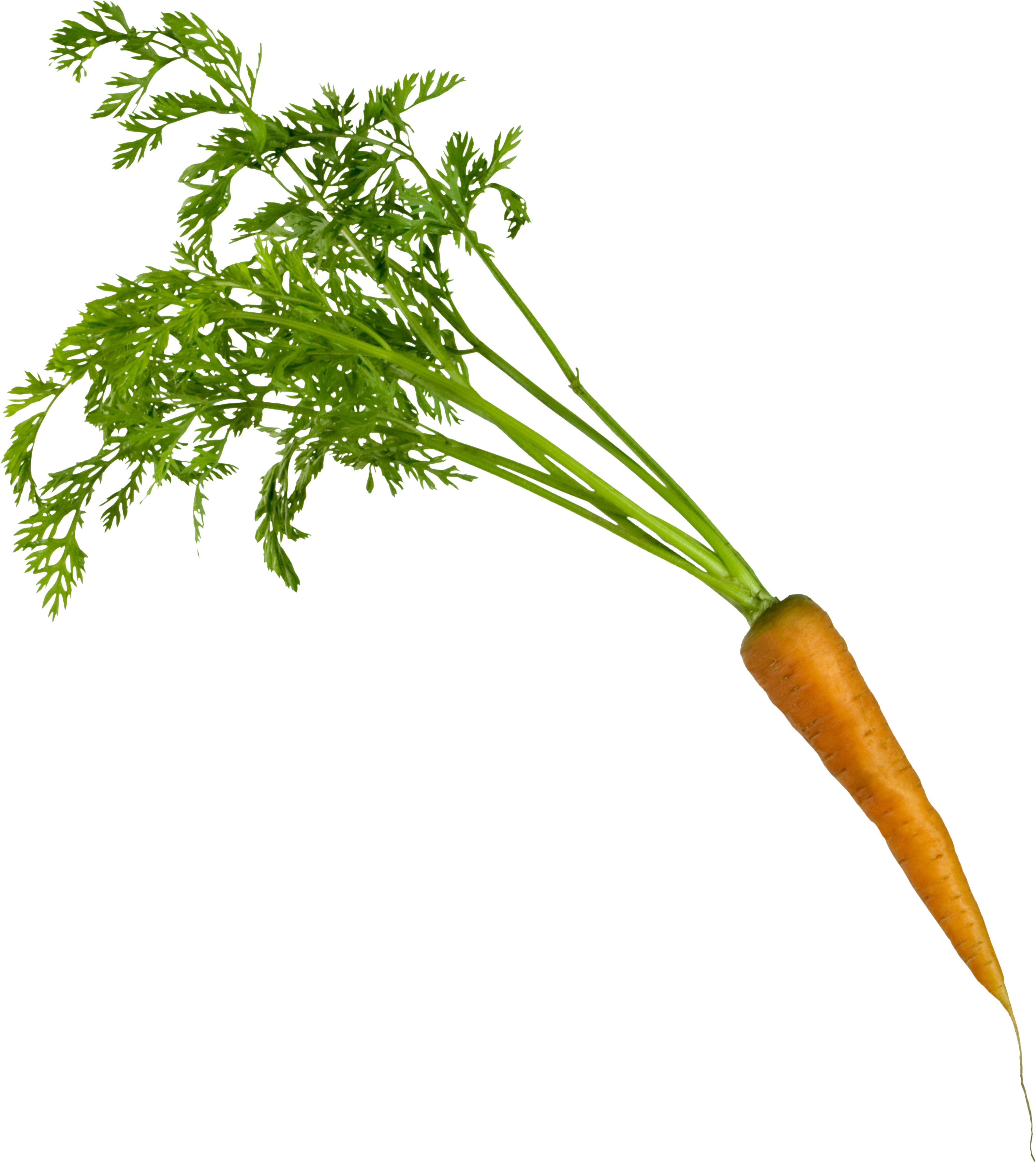 Carrots Transparent PNG