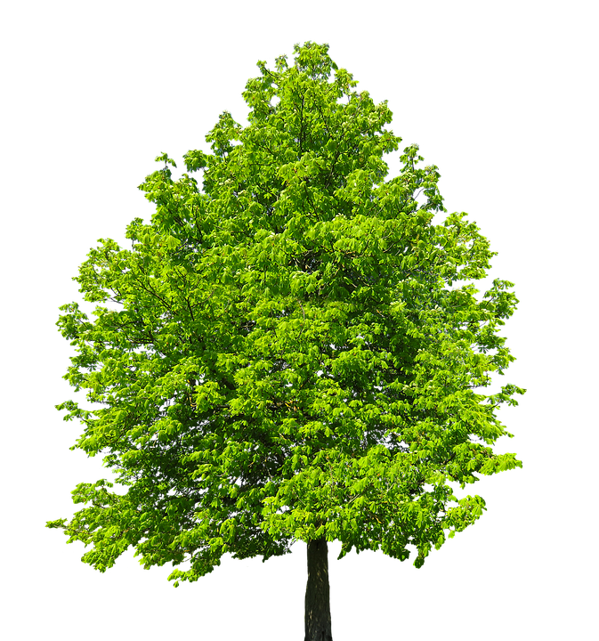 Chestnut Tree Transparent Free PNG