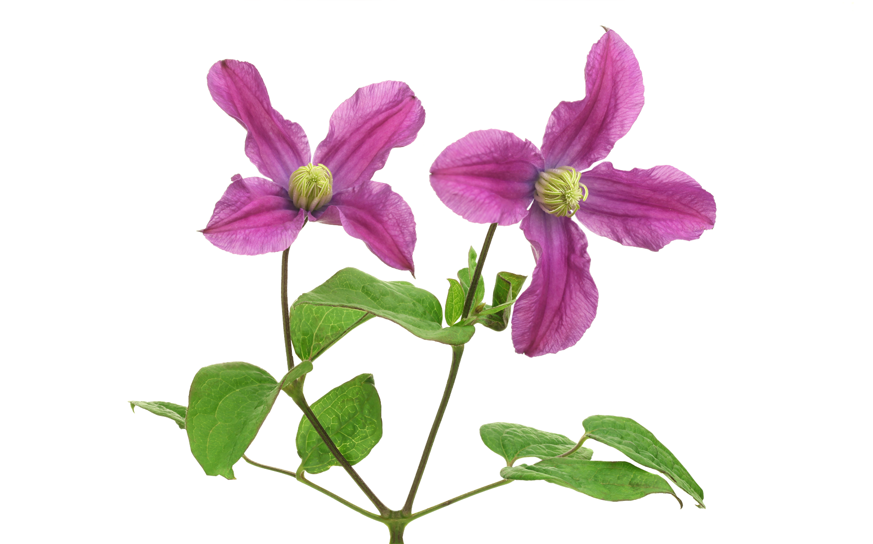 Clematis Drawing Background PNG Image