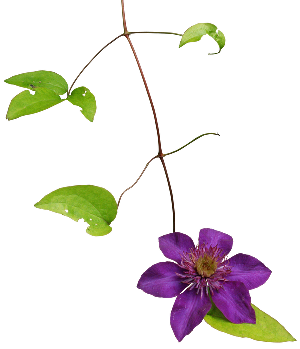 Clematis Drawing Background PNG