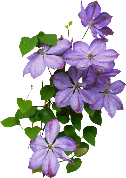 Clematis Drawing No Background