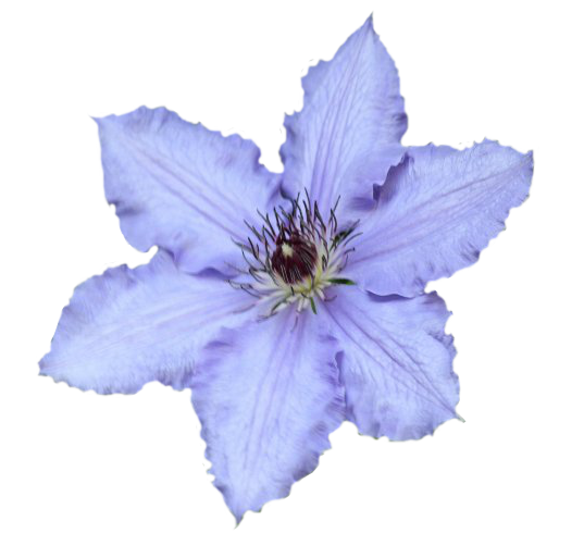 Clematis Drawing PNG Background