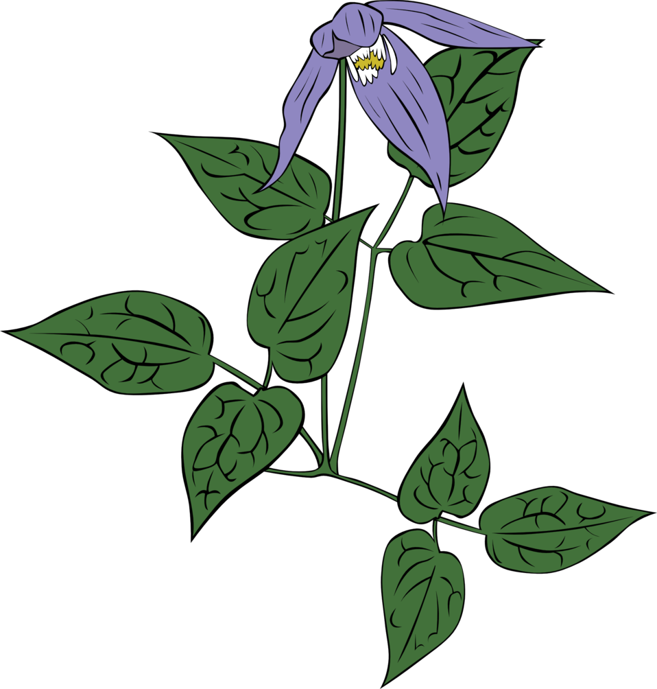 Clematis Drawing PNG Clipart Background
