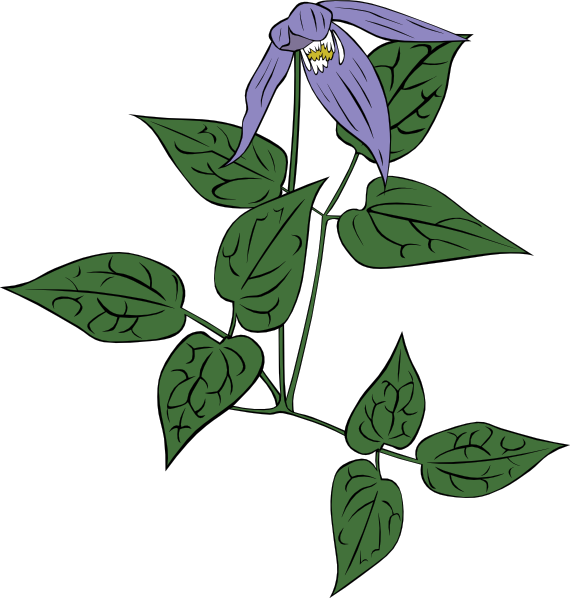 Clematis Drawing PNG HD Quality