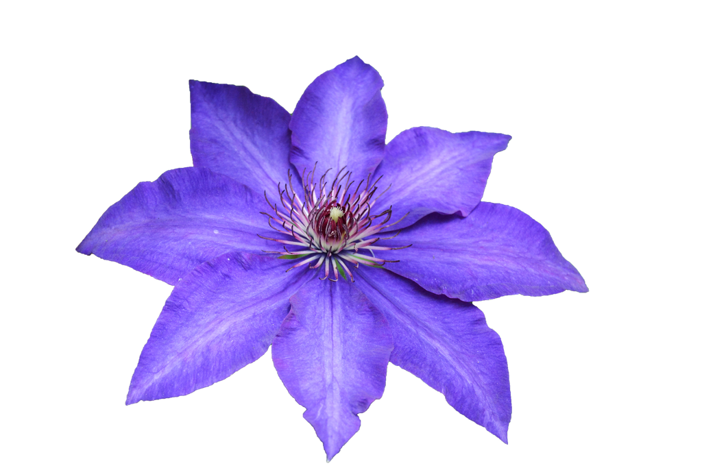 Clematis Drawing PNG Pic Background