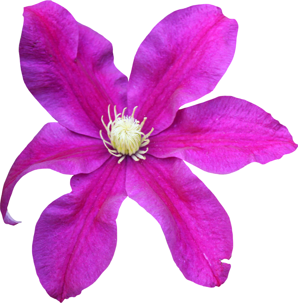 Clematis Drawing Transparent Background