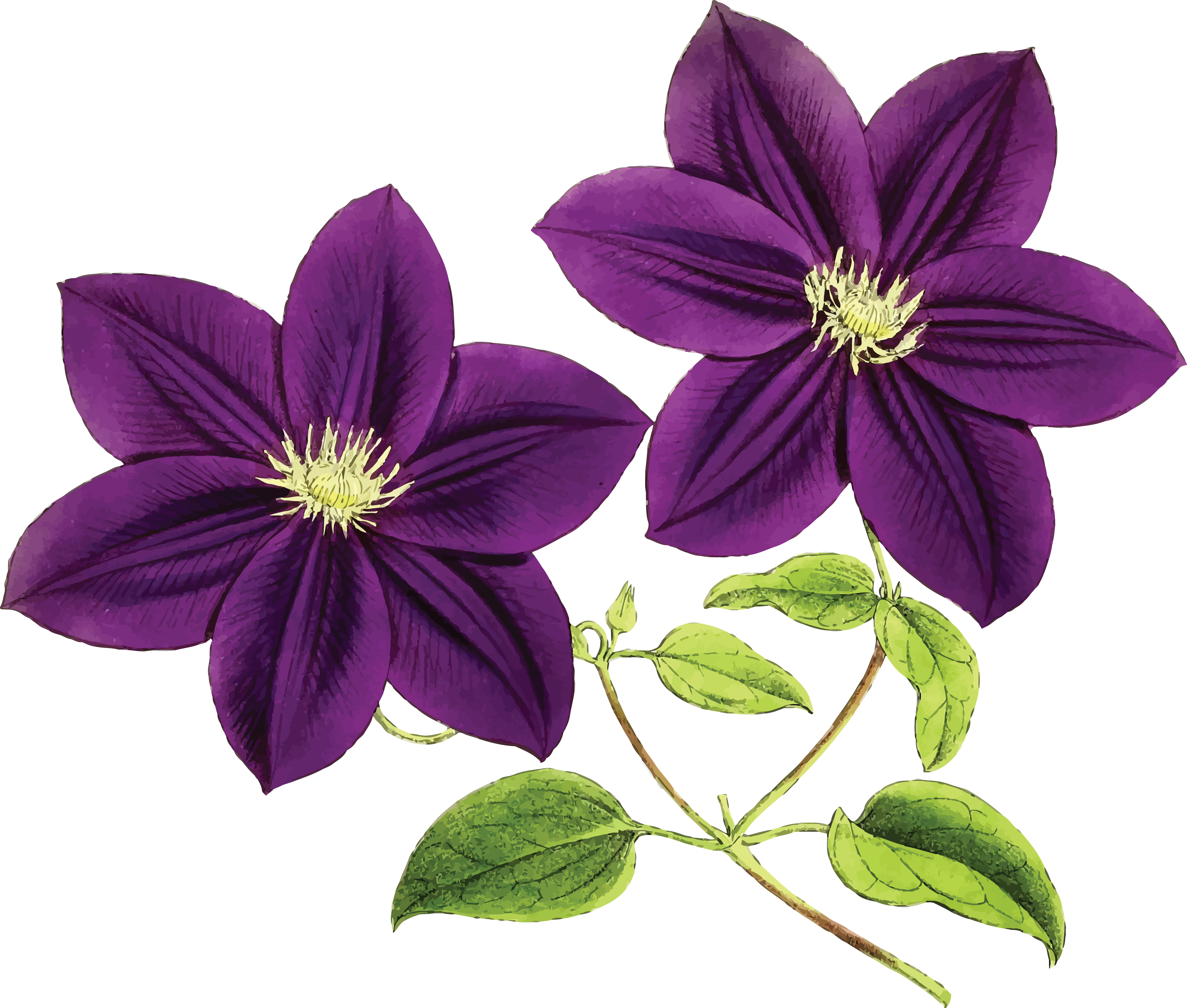 Clematis Drawing Transparent Images