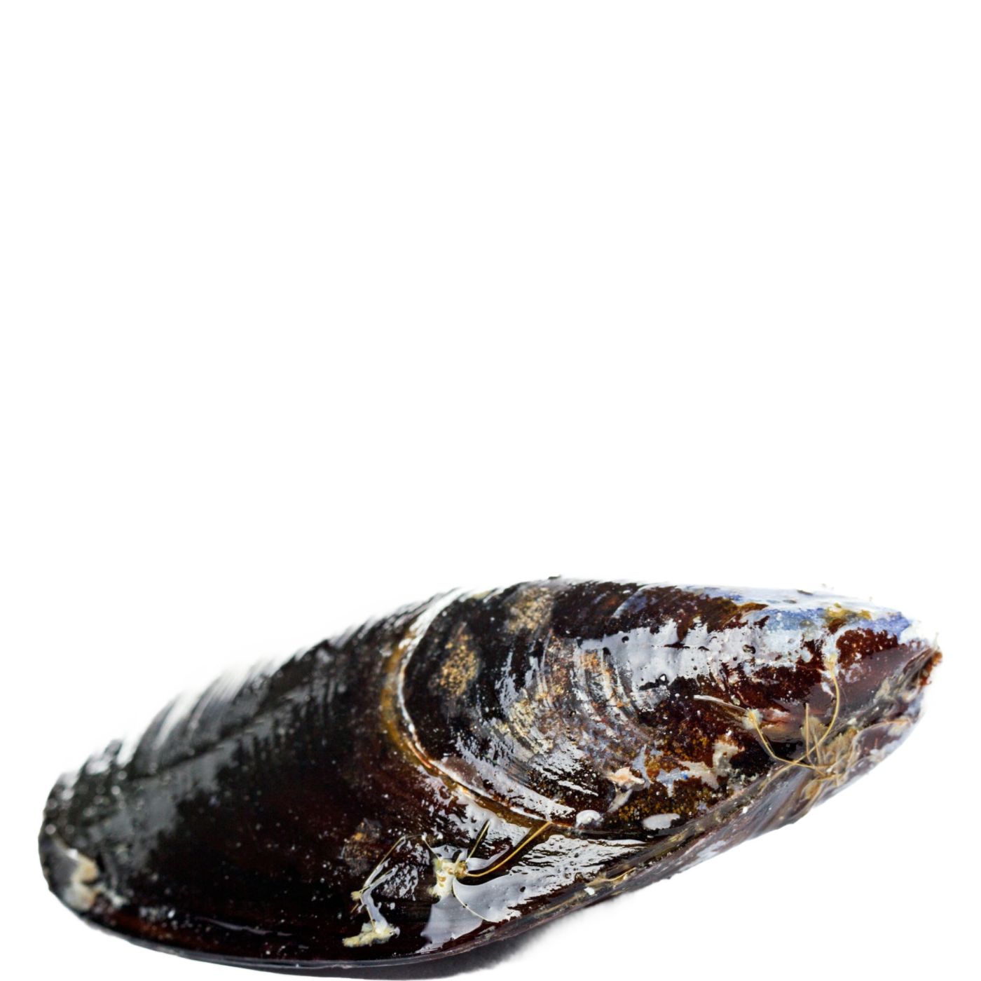 Closed Mussels PNG HD Quality