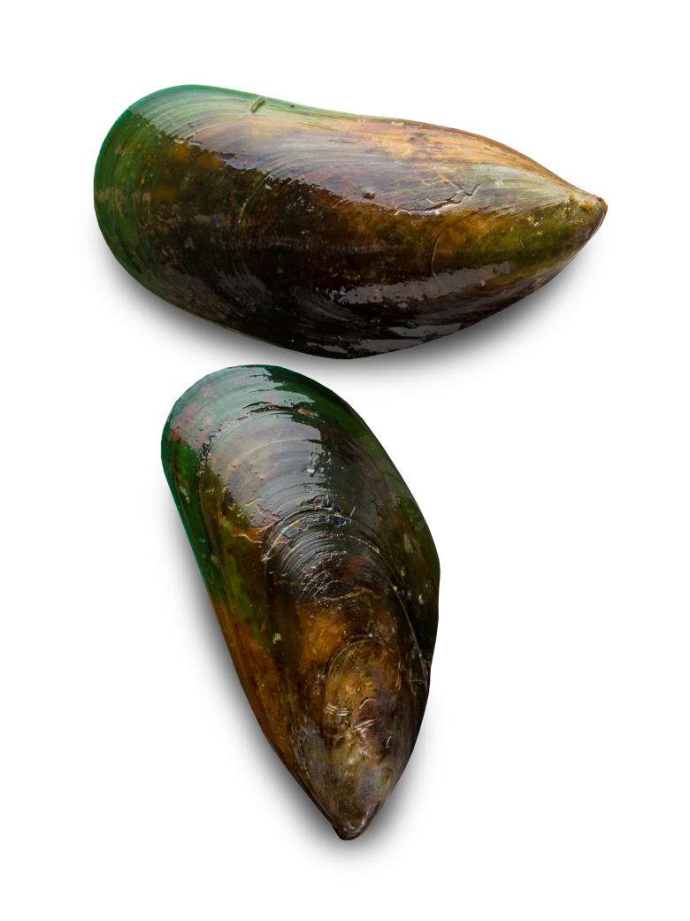 Closed Mussels Transparent PNG