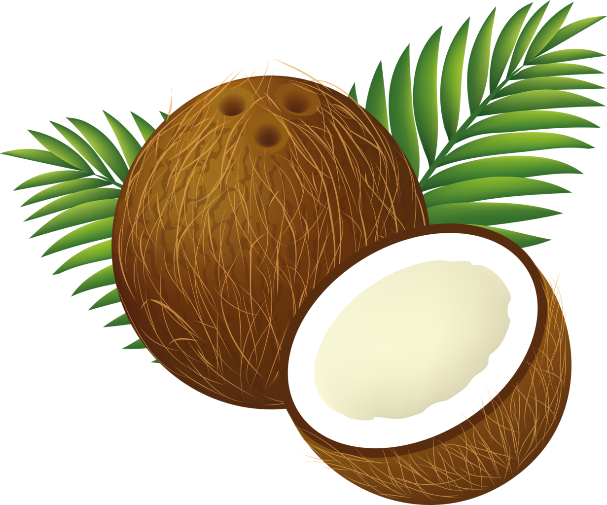 Coconuts Download Free PNG