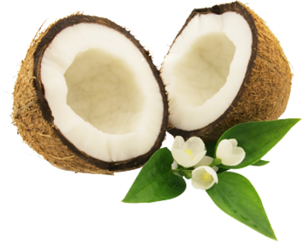 Coconuts PNG Free File Download