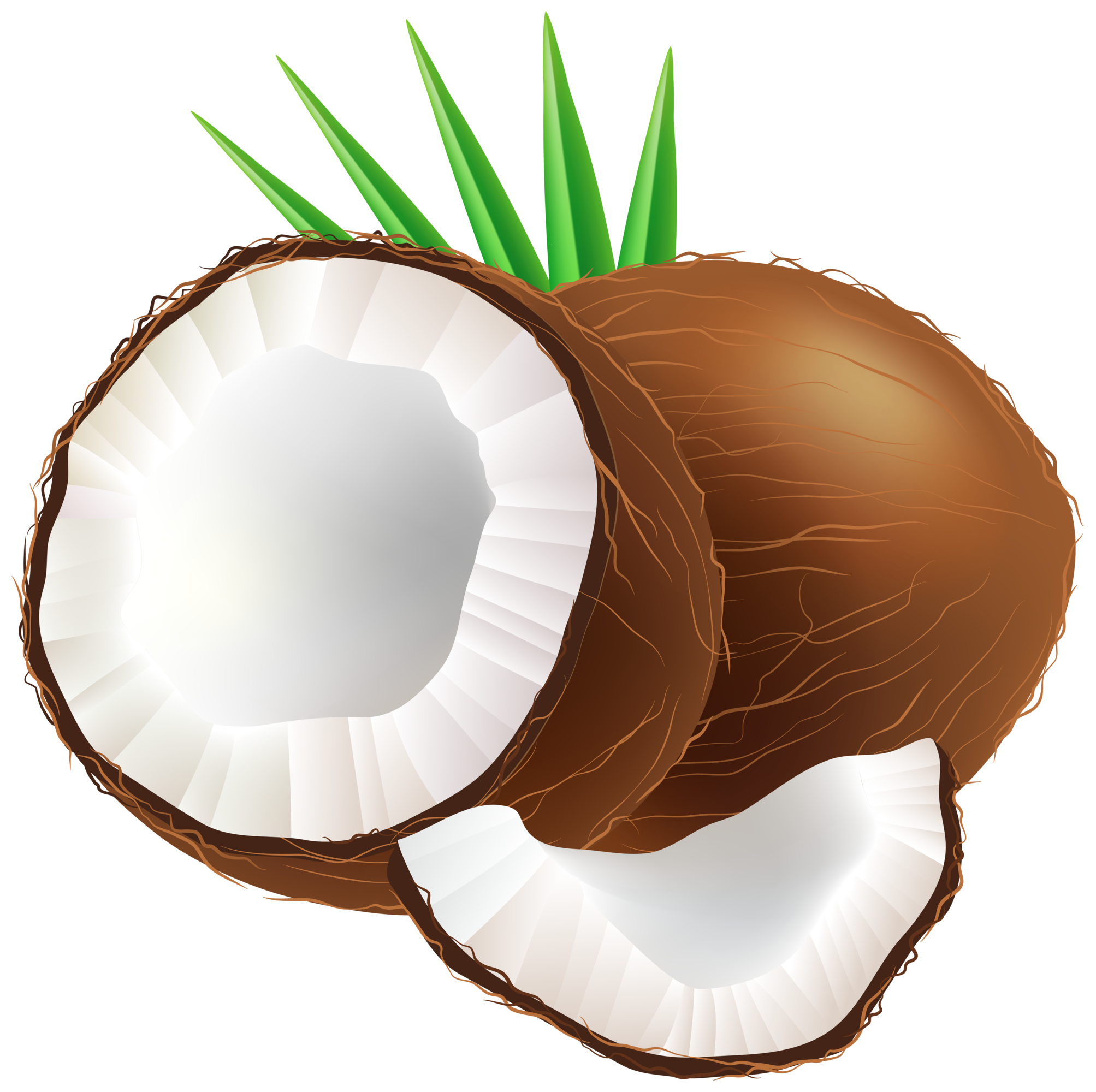 Coconuts PNG HD Quality