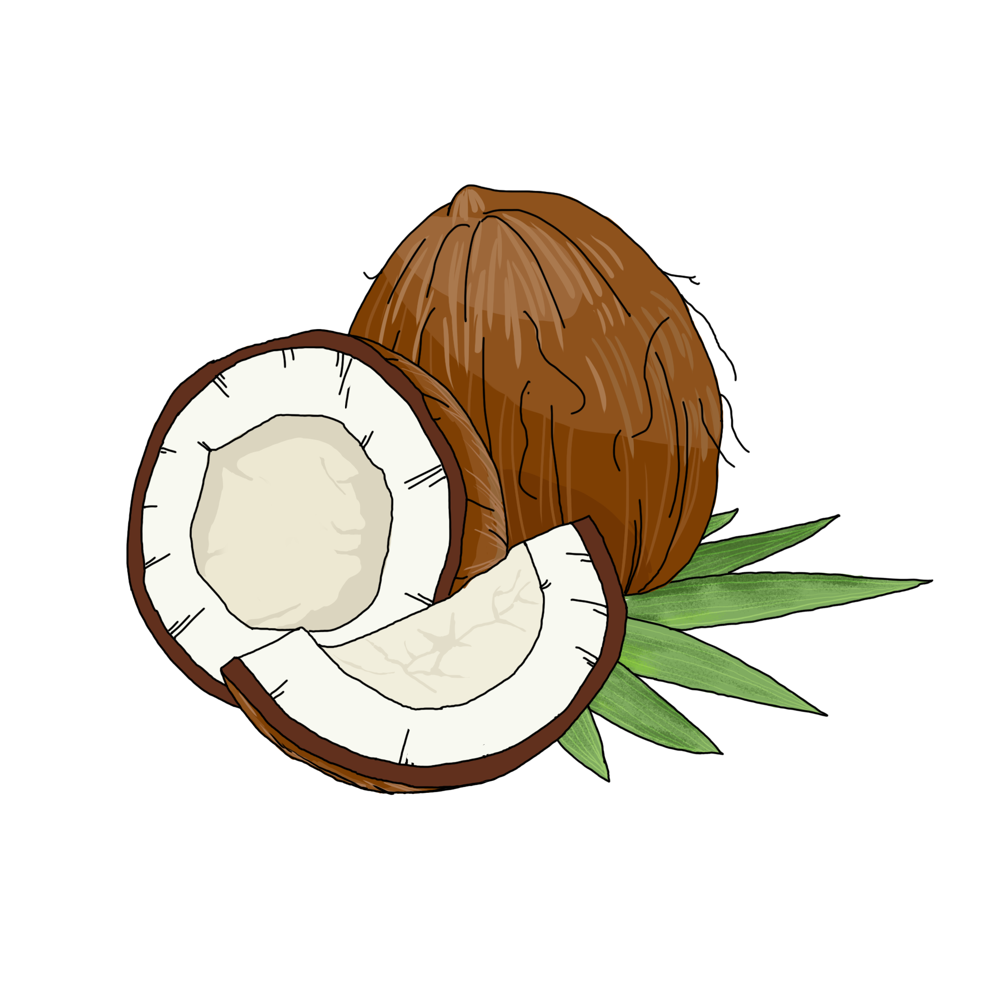 Coconuts Transparent Background