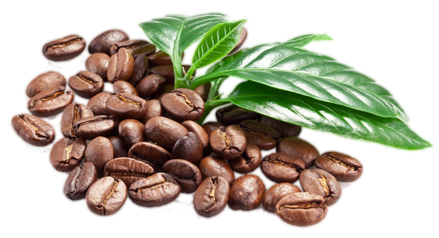 Coffee Beans Leaves Transparent File