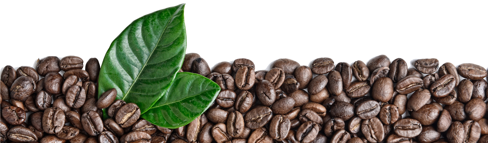 Coffee Beans Leaves Transparent PNG