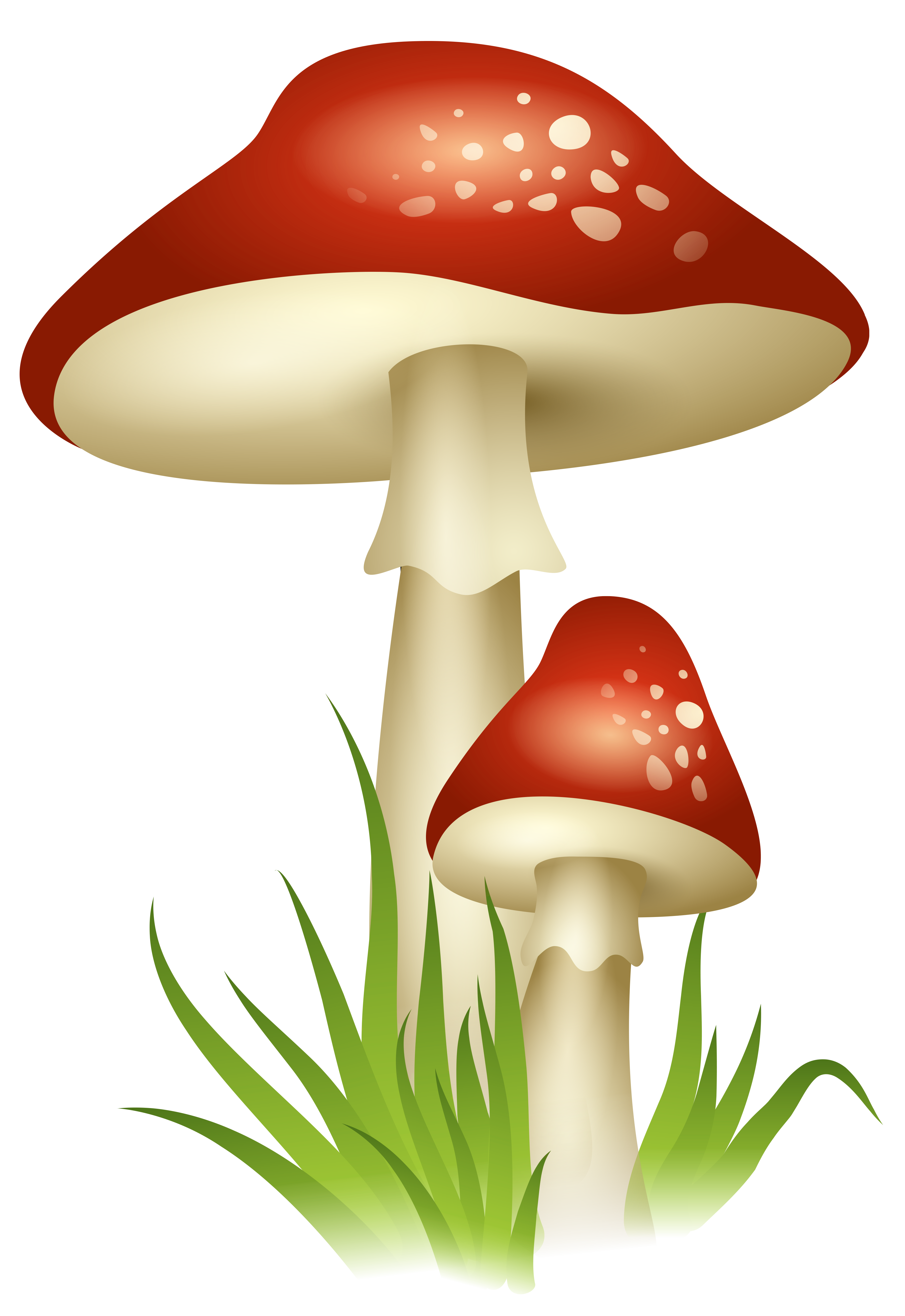 Collection Of Mushrooms Background PNG Image