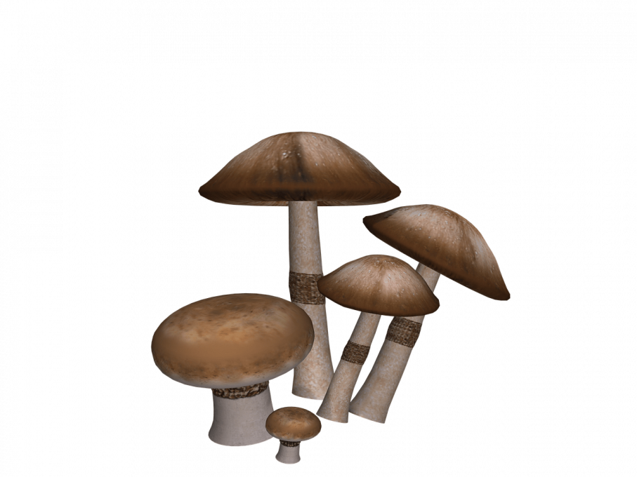Collection Of Mushrooms PNG Clipart Background