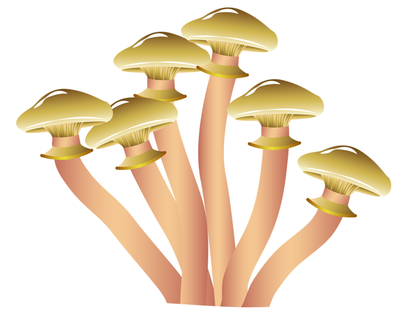 Collection Of Mushrooms Transparent Background