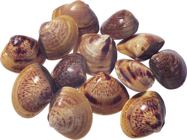 Collection Of Seashells Download Free PNG