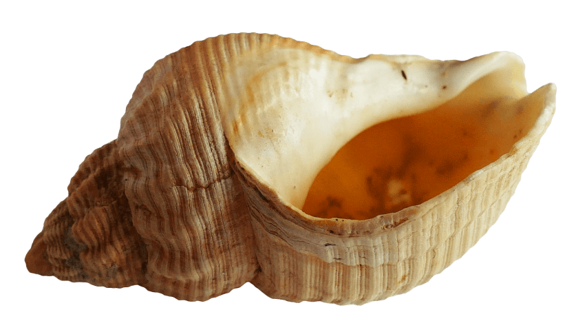 Collection Of Seashells Free PNG
