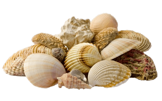 Collection Of Seashells PNG HD Quality