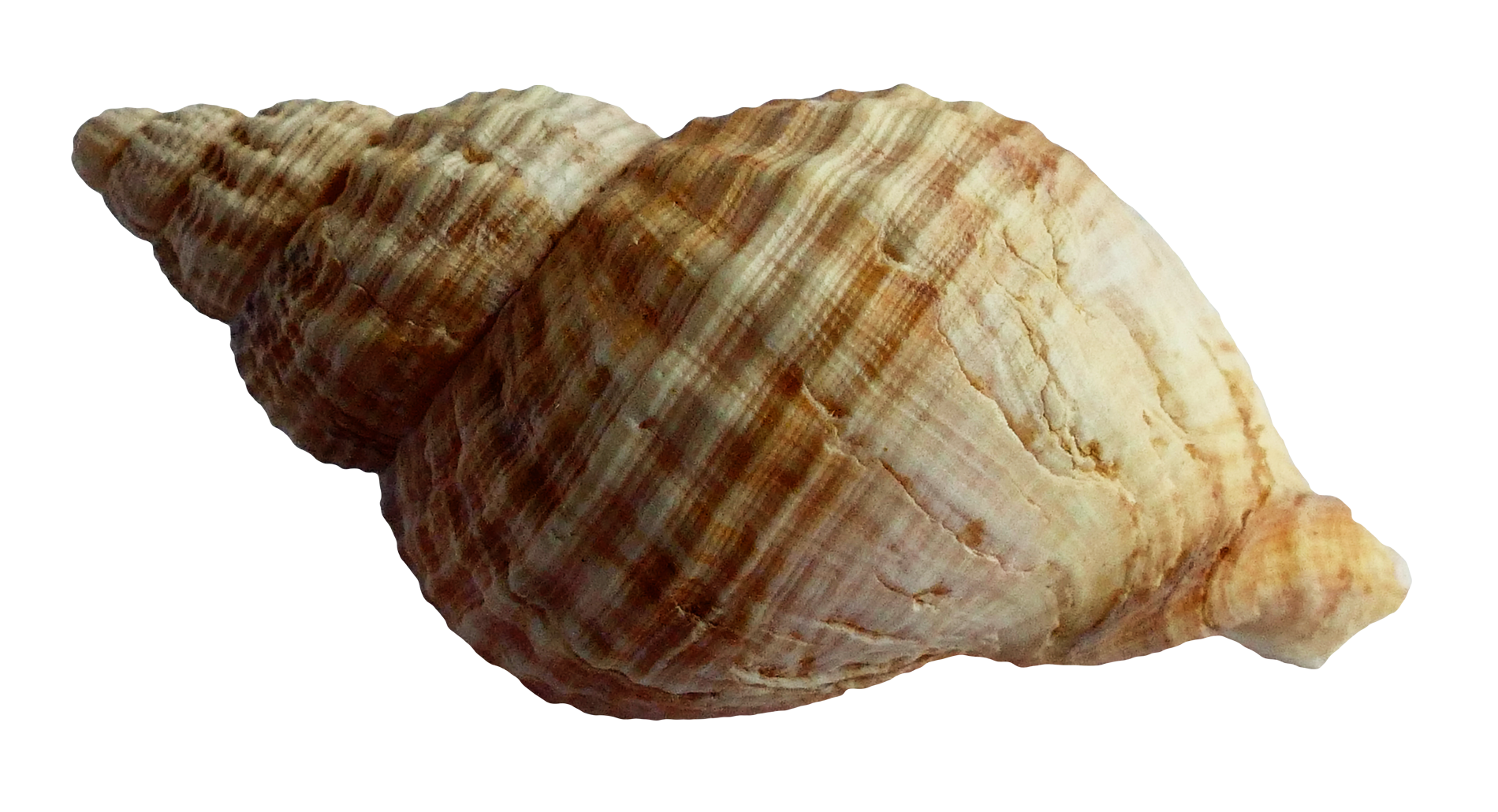 Collection Of Seashells Transparent Background