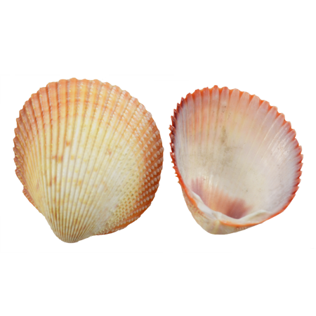 Collection Of Seashells Transparent Image