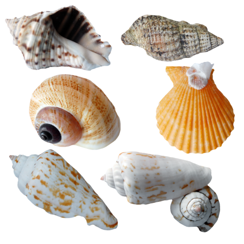 Collection Of Seashells Transparent Images