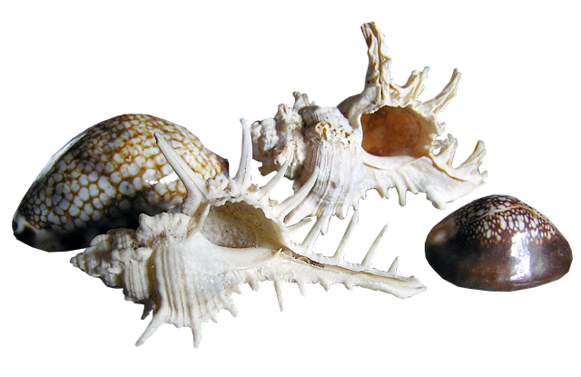 Collection Of Seashells Transparent PNG