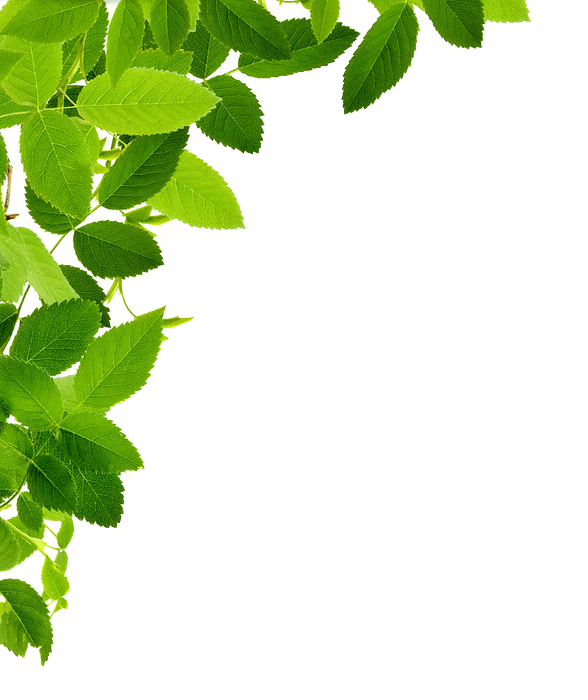 Corner Green Leaf Transparent Free PNG