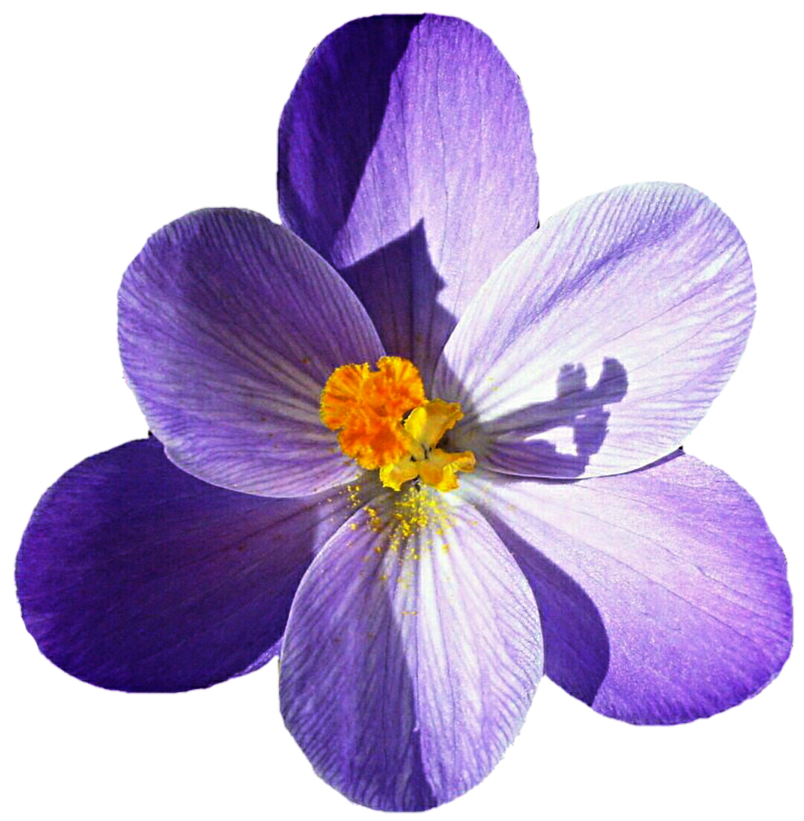 Crocus Purple Flower Background PNG Image