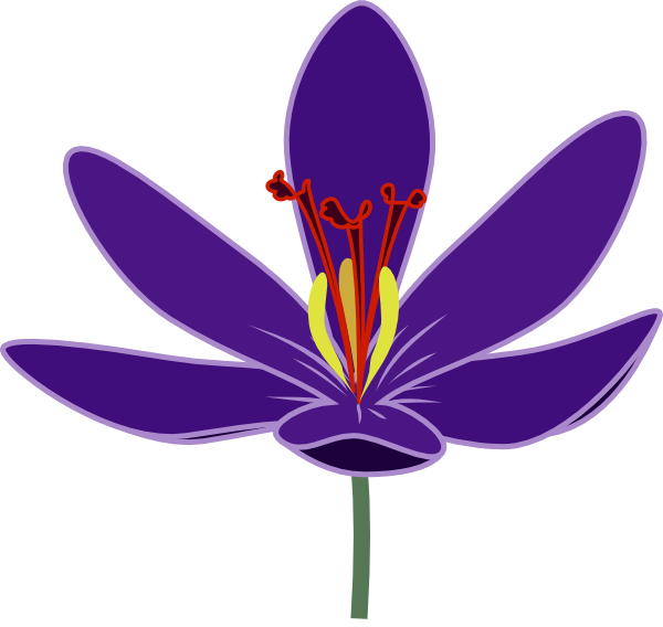 Crocus Purple Flower Free PNG