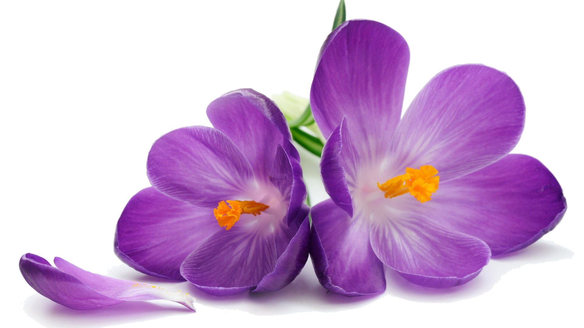 Crocus Purple Flower PNG Photos