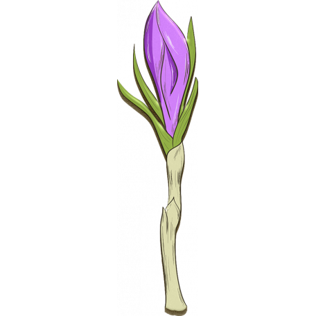 Crocus Purple Flower Transparent Images