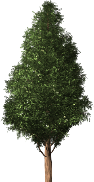 Cypress Tree Background PNG Image