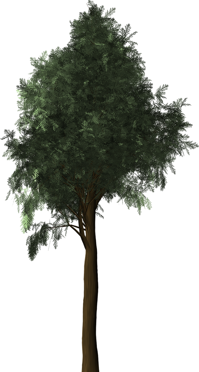 Cypress Tree Download Free PNG