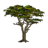 Cypress Tree Free PNG