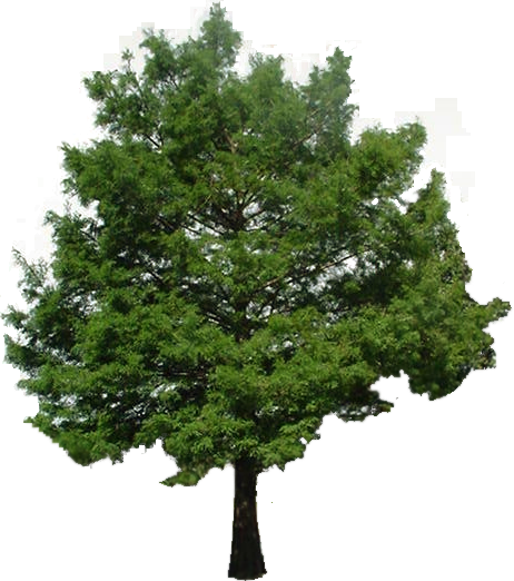 Cypress Tree PNG Clipart Background
