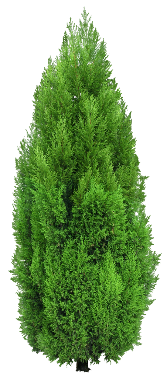 Cypress Tree PNG HD Quality