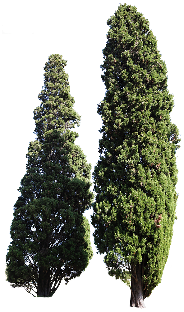 Cypress Tree Transparent File