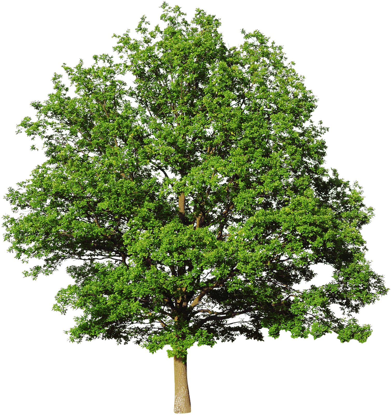 Cypress Tree Transparent Free PNG