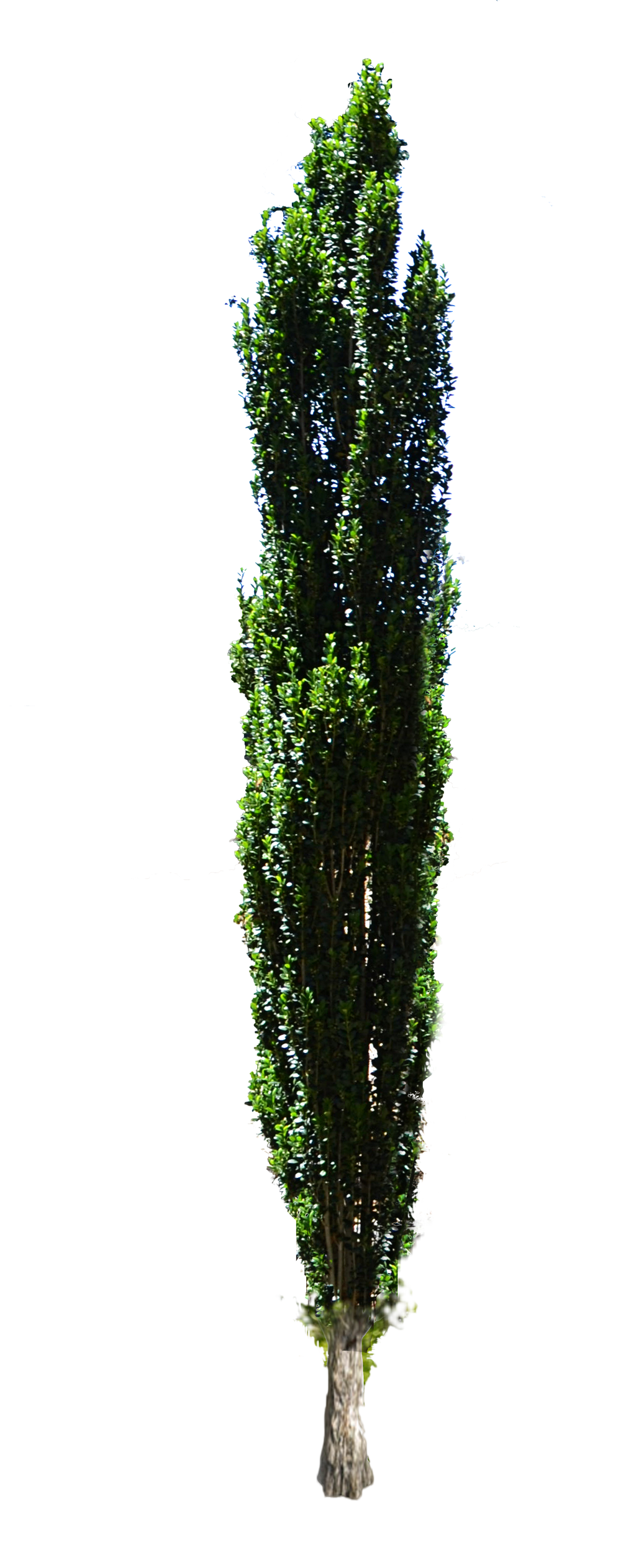 Cypress Tree Transparent Image