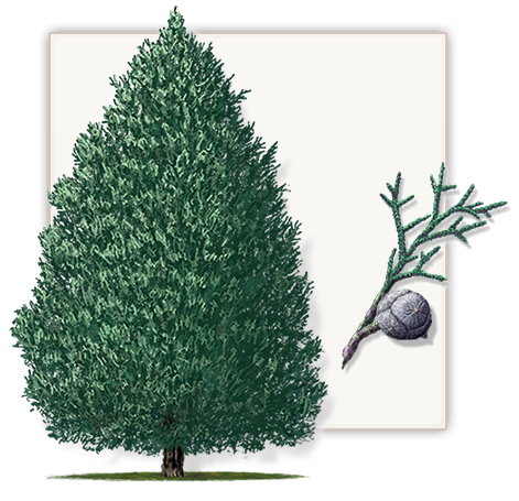 Cypress Tree Transparent PNG