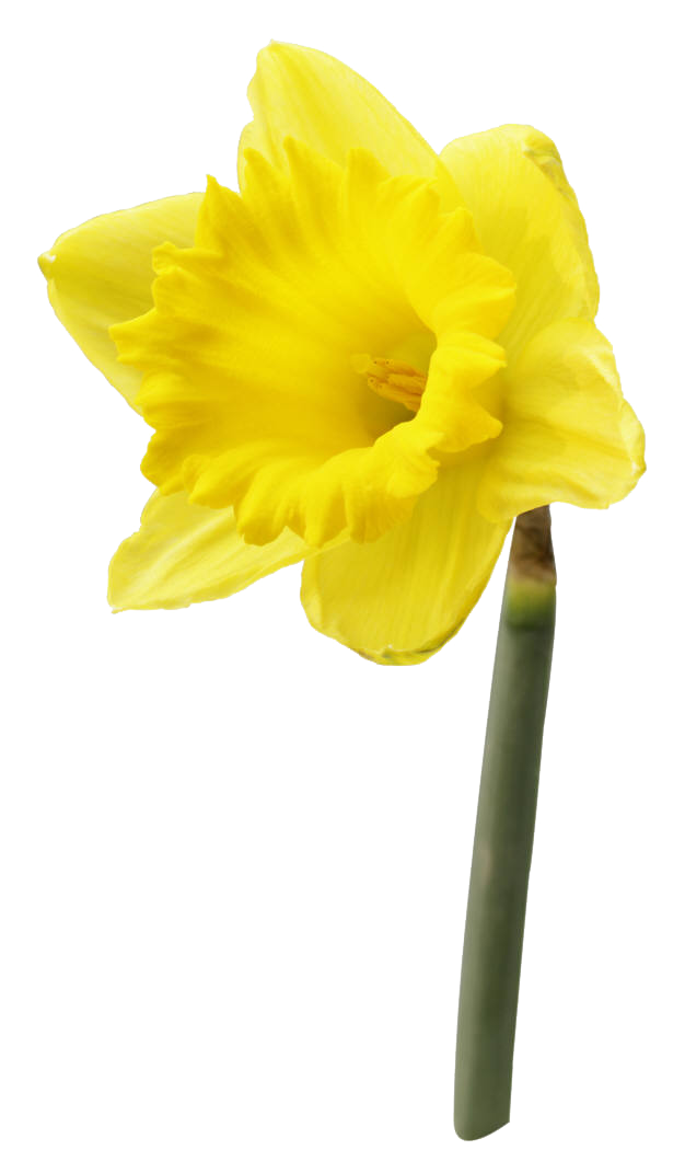 Daffodil Bunch Background PNG Image