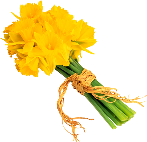 Daffodil Bunch Download Free PNG