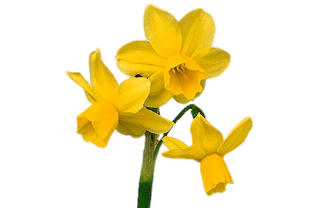 Daffodil Bunch Free PNG