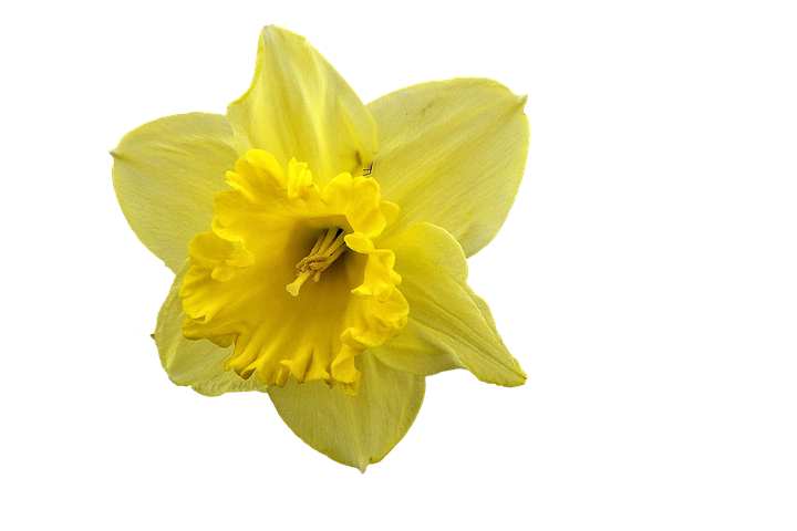 Daffodil Bunch PNG Background